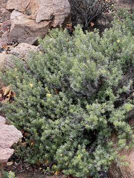 Image of Barleria holubii C. B. Cl.