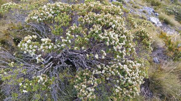 Sivun Veronica topiaria (L. B. Moore) Garn.-Jones kuva