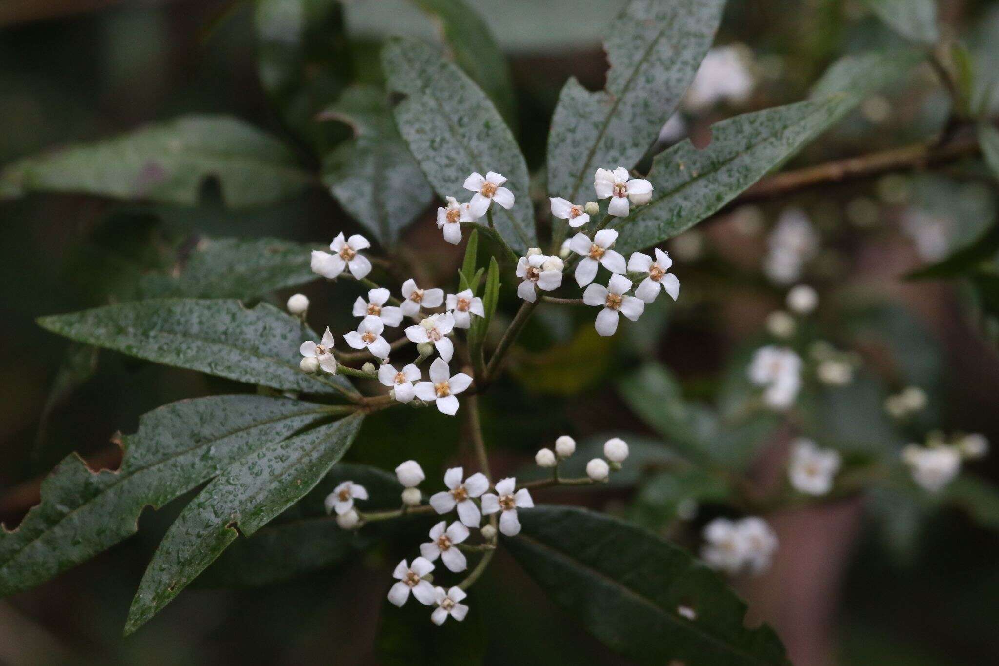 Image of Zieria arborescens Sims