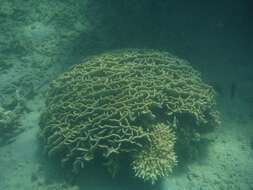 Image of leaf coral