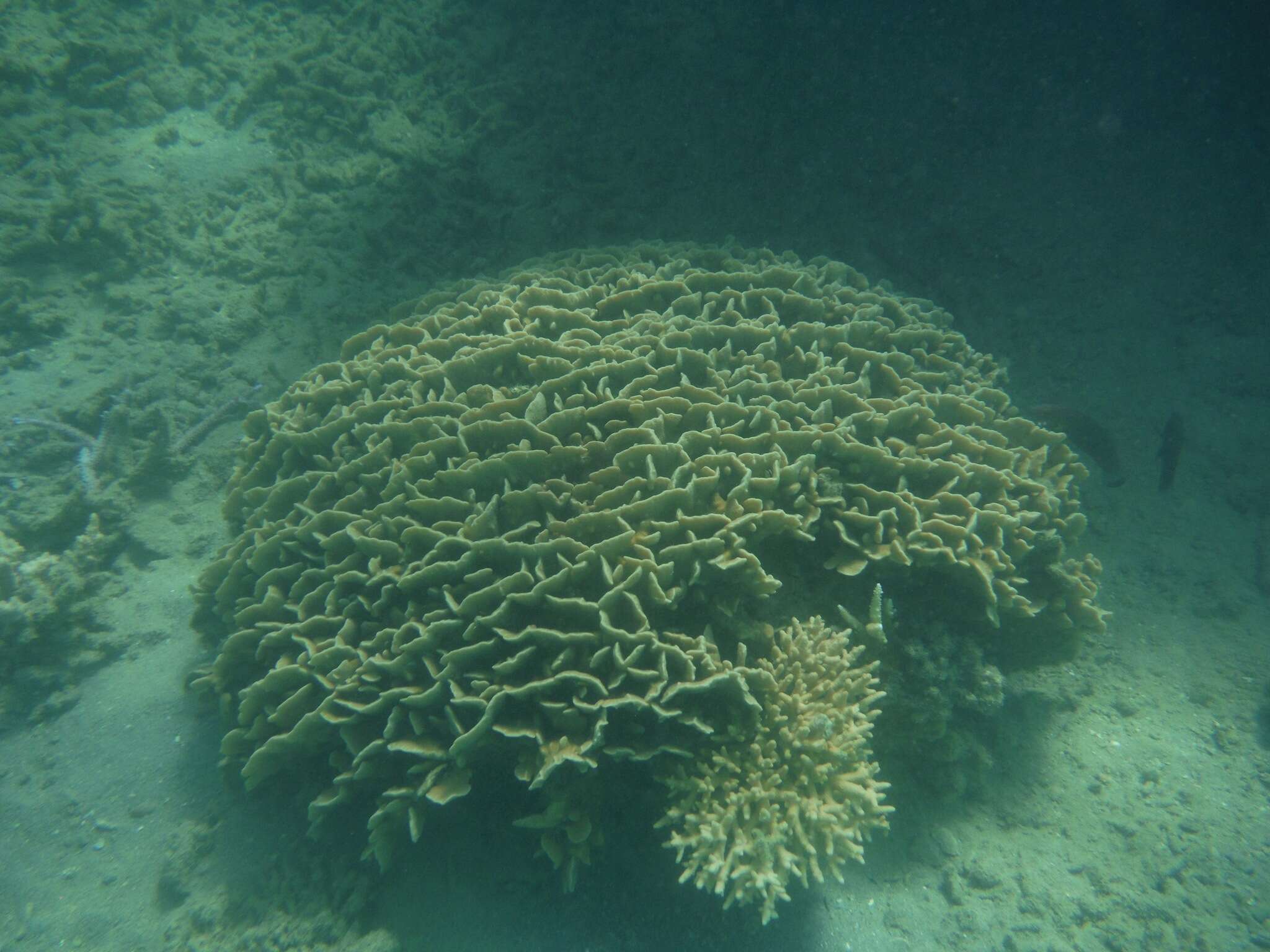 Image of leaf coral