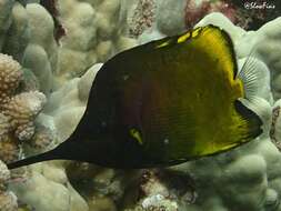 Image of Big long-nosed Butterflyfish