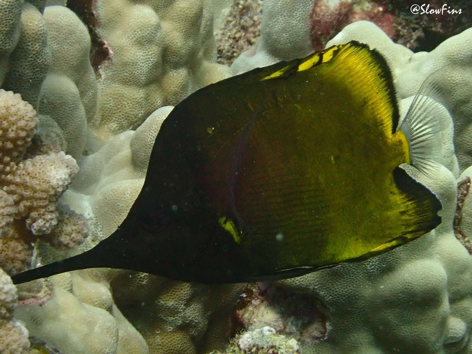 Image of Big long-nosed Butterflyfish