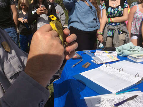 Image of Hooded Warbler