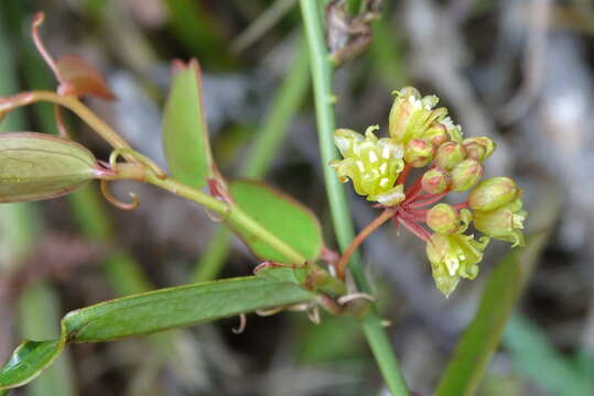 Image de Smilax elongatoumbellata Hayata