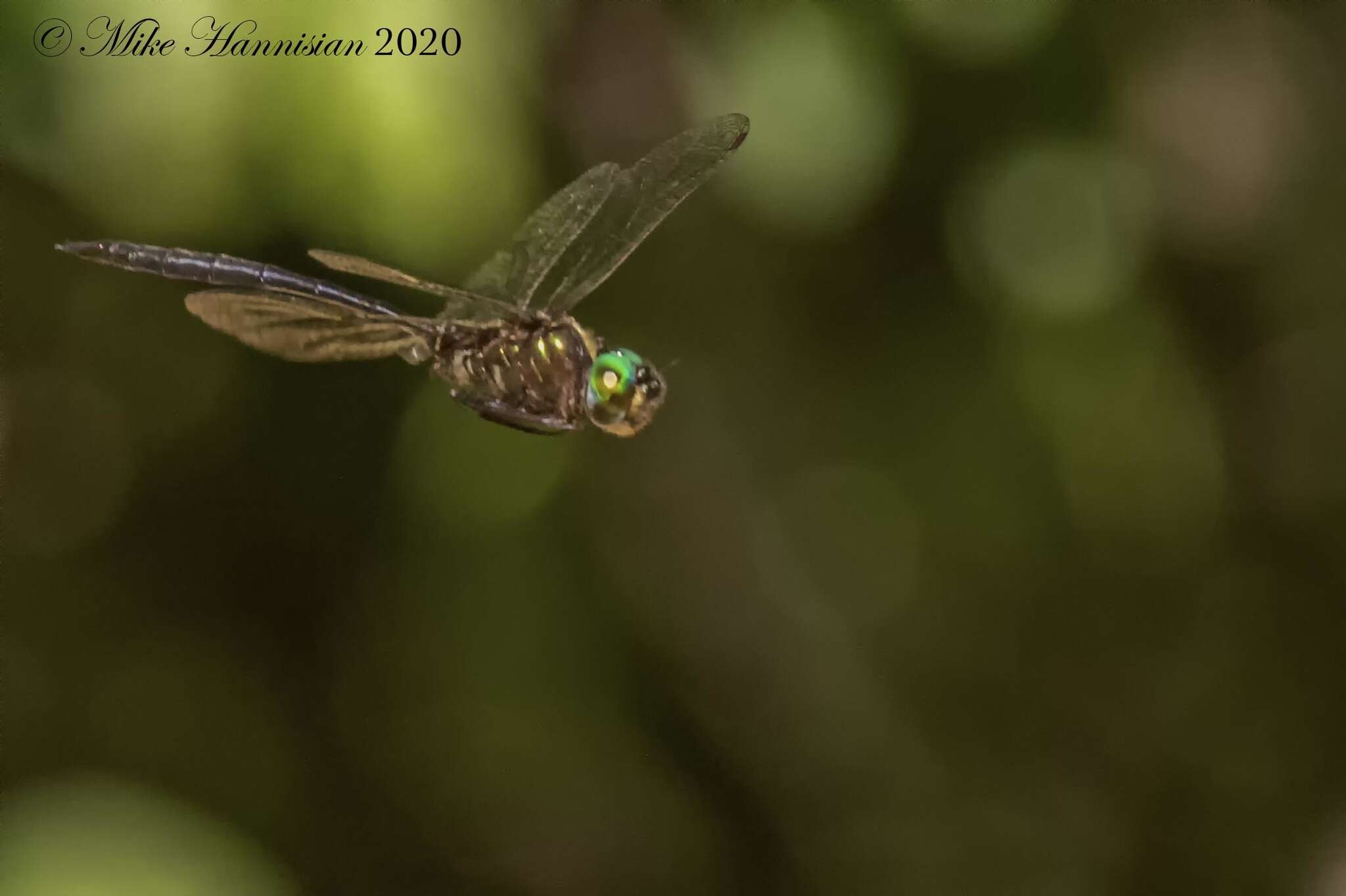 Image of Fine-lined Emerald