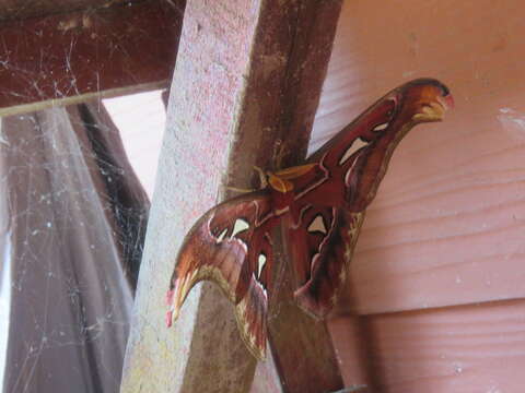 Image of atlas moth