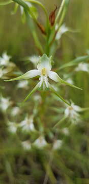 Image de Habenaria nyikana Rchb. fil.