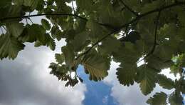 Image of <i>Scandosorbus intermedia</i> (Ehrhart) Sennikov