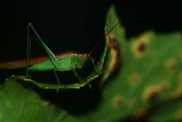 Image of Conocephalus (Conocephalus) conocephalus (Linnaeus 1767)