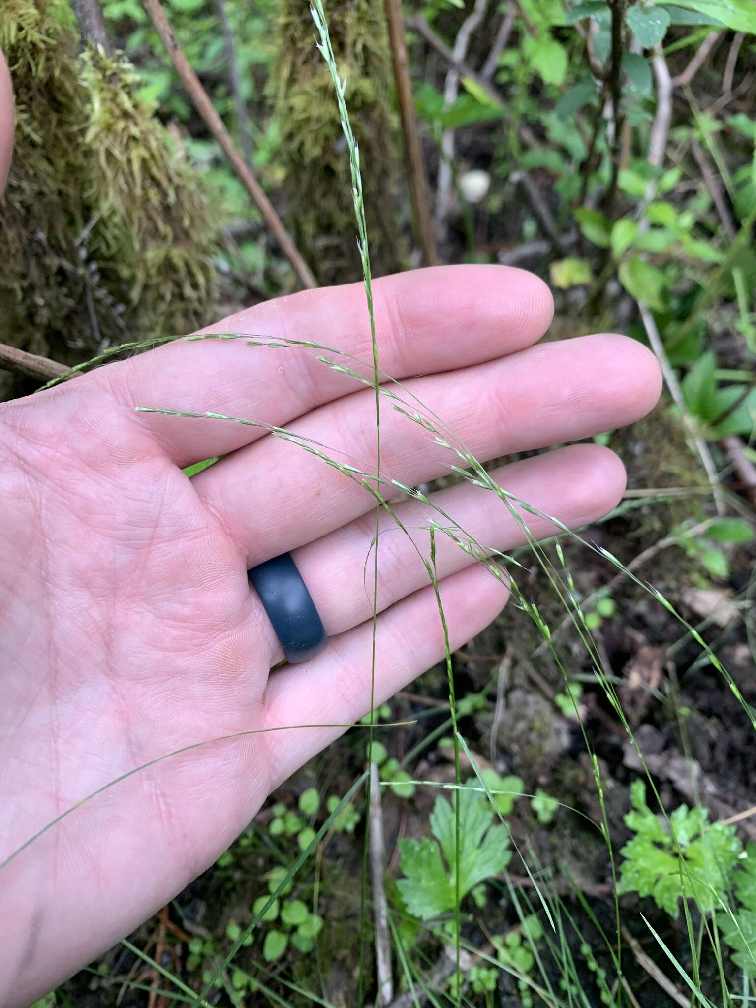 Deschampsia elongata (Hook.) Munro的圖片