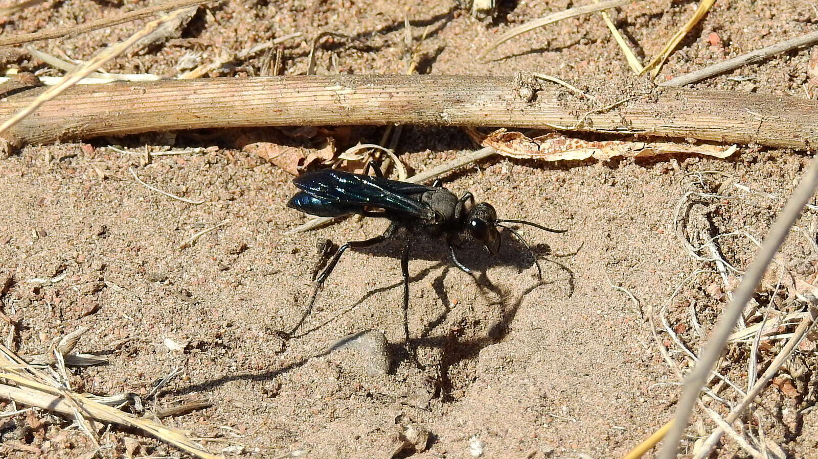 Stangeella cyaniventris (Guérin-Méneville 1831) resmi