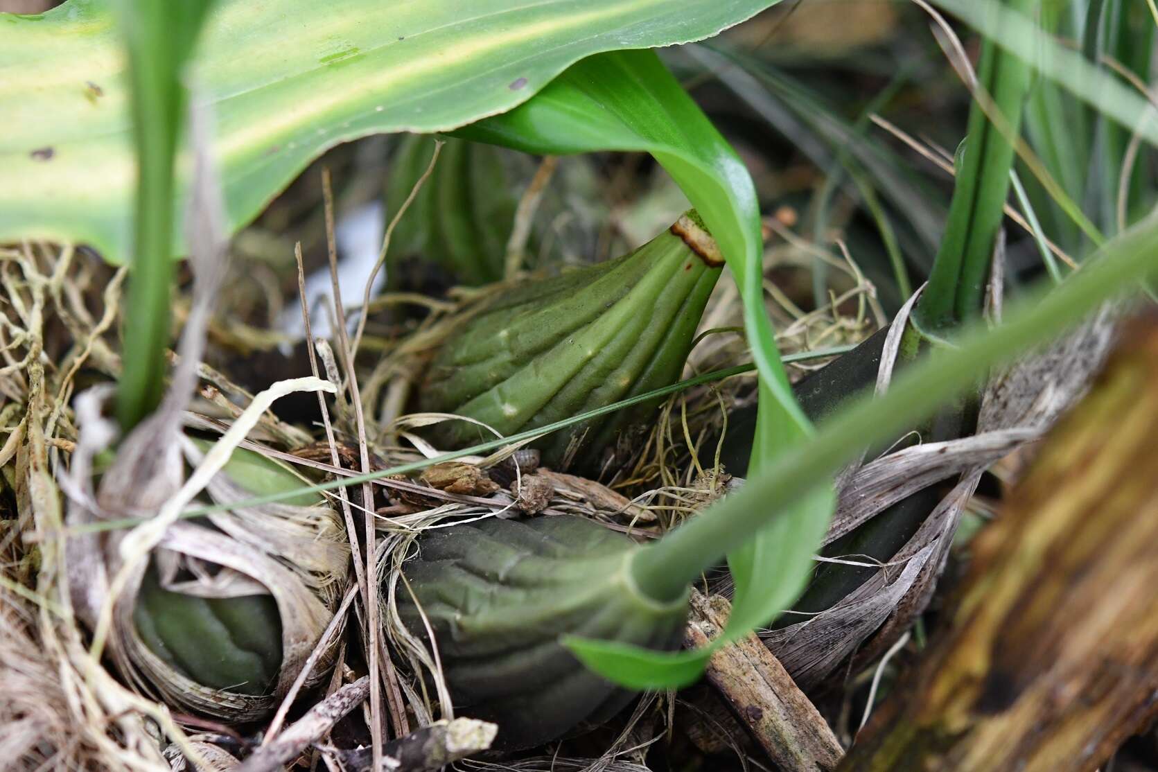 Image of Stanhopea graveolens Lindl.