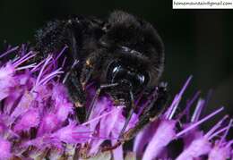 Image of Bombus ignitus Smith 1869