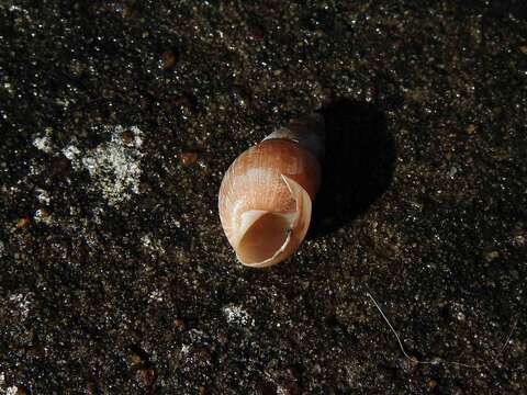 Imagem de Bulimulus tenuissimus (d'Orbigny 1835)