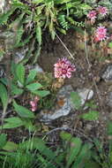 Image of Sempervivum caucasicum Rupr. ex Boiss.