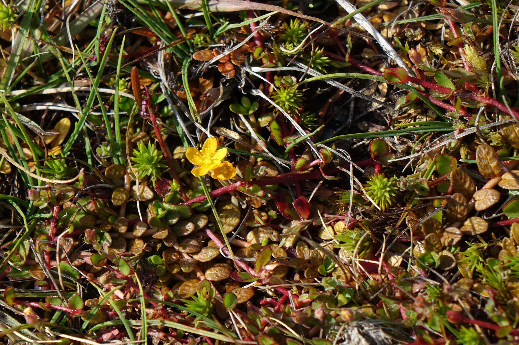 Image of Hypericum rubicundulum Heenan