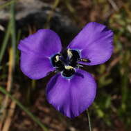 Moraea gigandra L. Bolus resmi