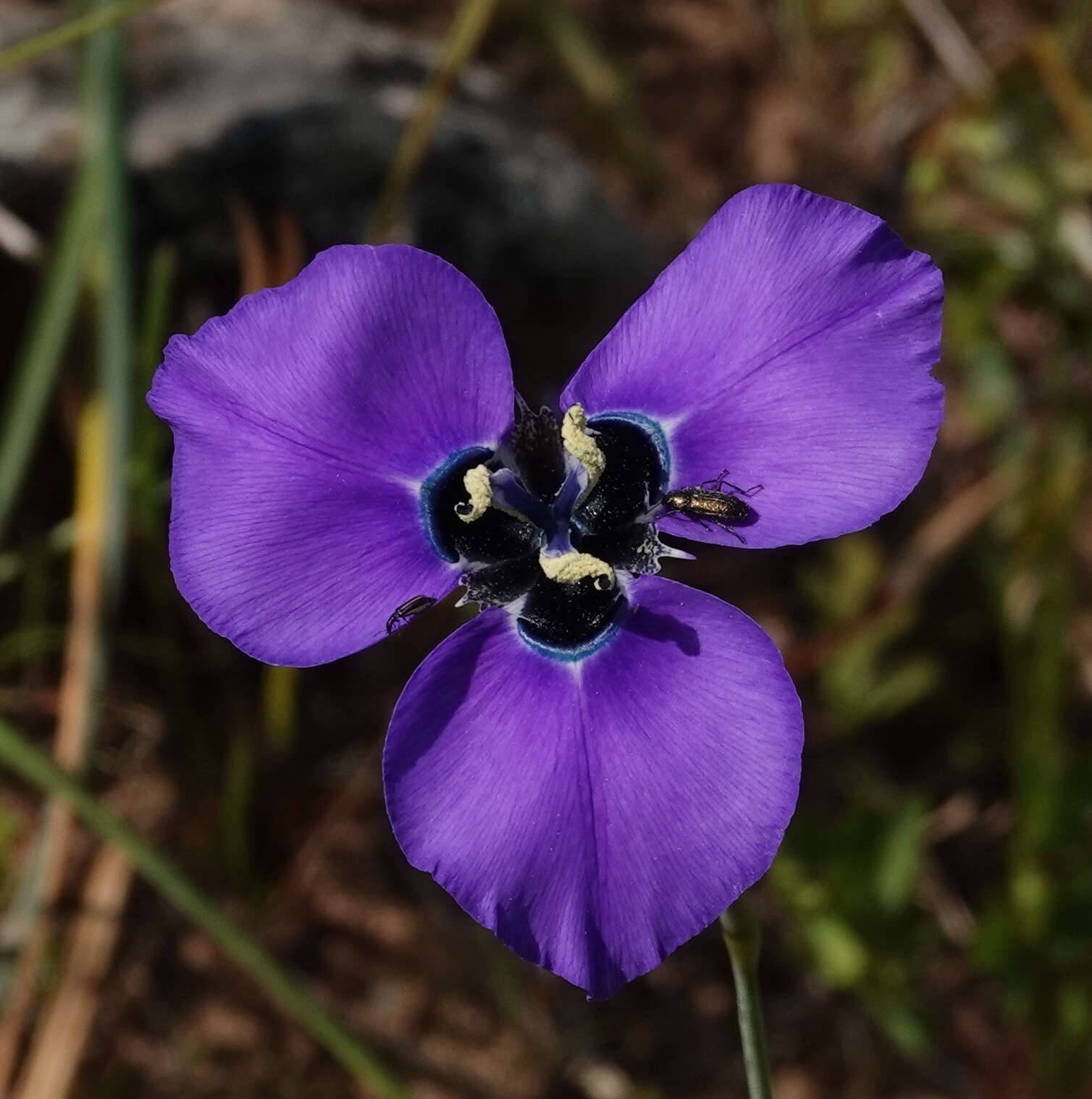 Moraea gigandra L. Bolus resmi