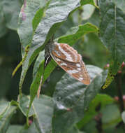 Limenitis amphyssa Ménétriés 1859 resmi