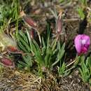 Image of Oxytropis chakassiensis Polozhij