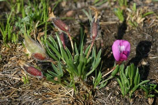 Image de Oxytropis chakassiensis Polozhij