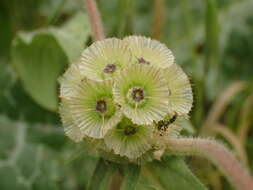 Image of Lomelosia prolifera (L.) W. Greuter & Burdet