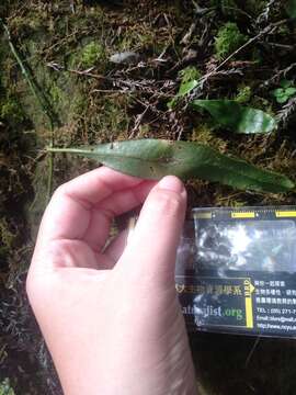 Lemmaphyllum diversum (Rosenst.) Tag. resmi