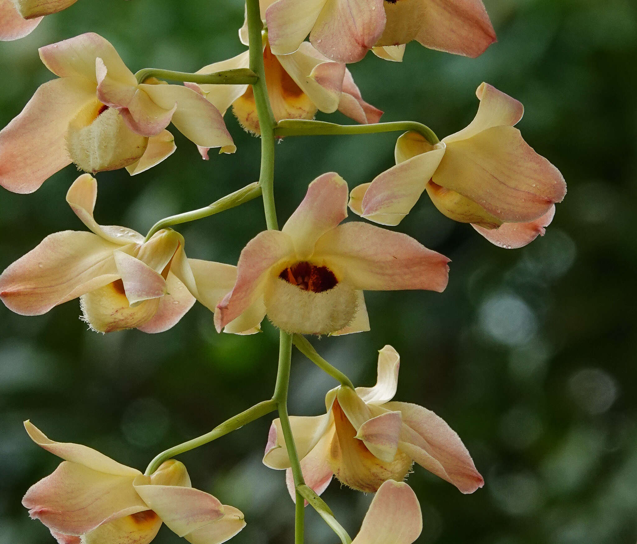 Слика од Dendrobium moschatum (Banks) Sw.