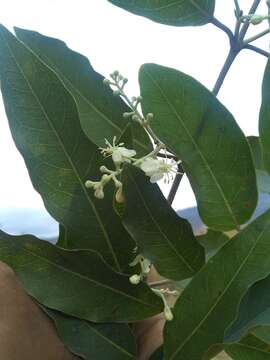 Image of Psychopterys multiflora (Nied.) W. R. Anderson & S. Corso