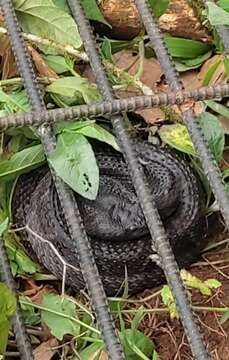 Imagem de Bothrocophias campbelli (Freire-Lascano 1991)