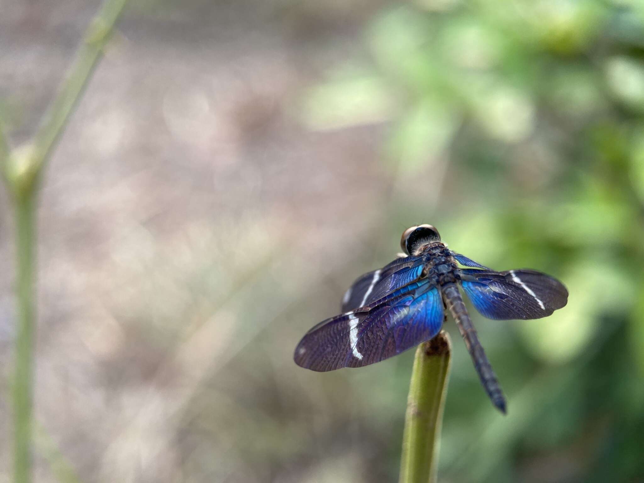 Zenithoptera Selys 1869 resmi