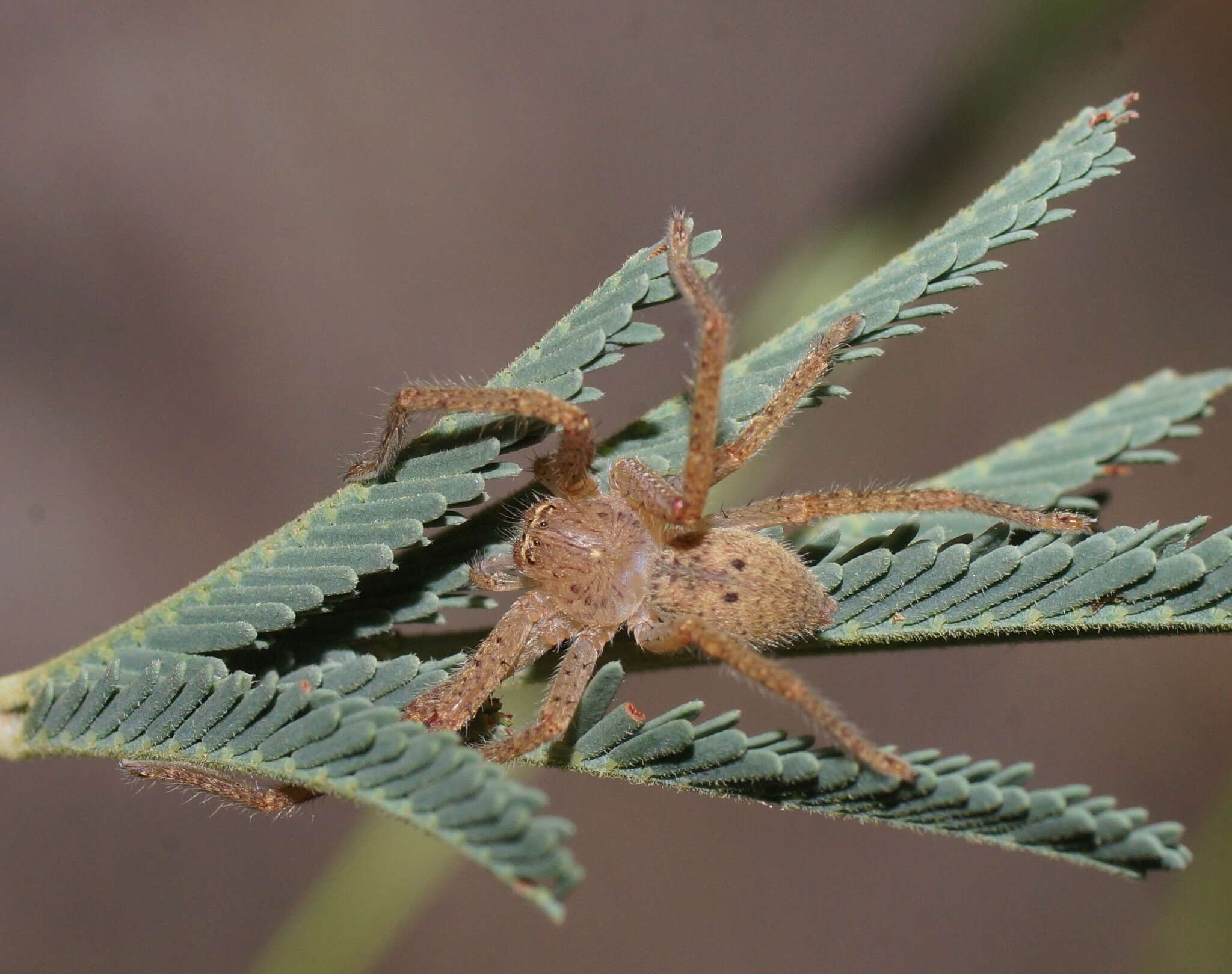 Image of Neosparassus diana (L. Koch 1875)