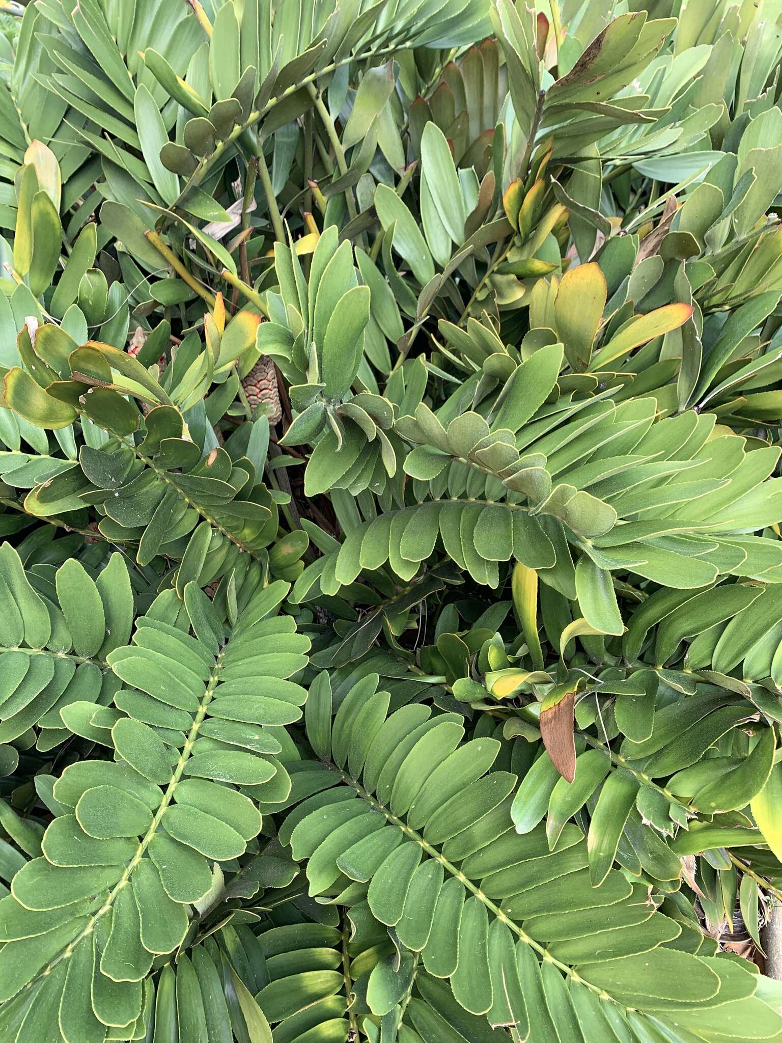 Image of Cardboard Palm