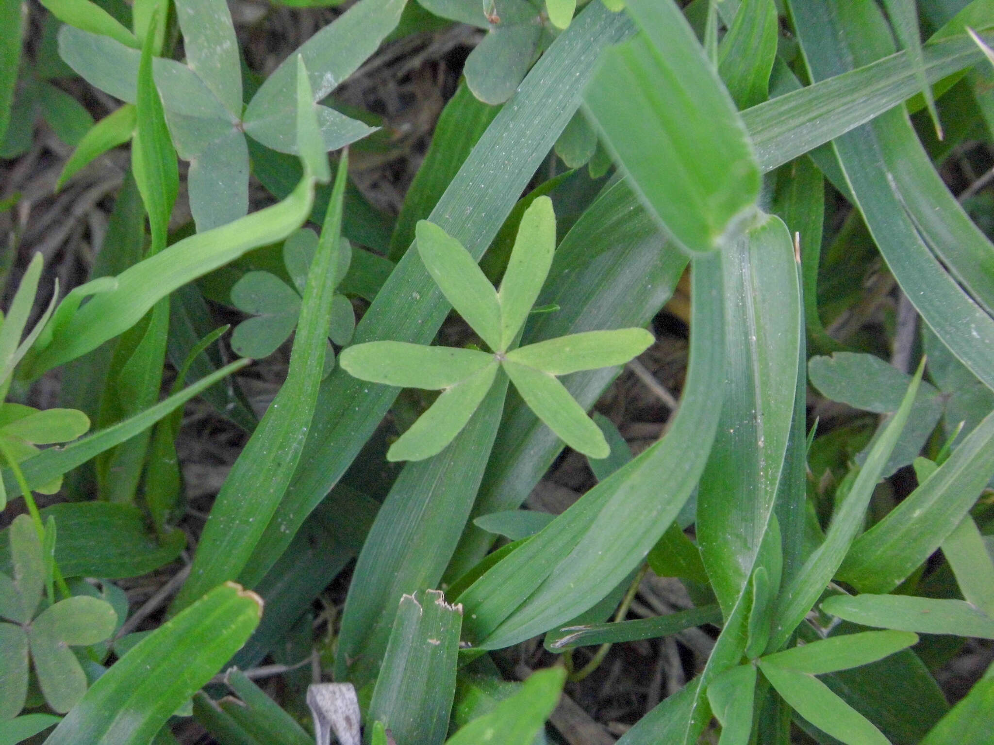 Image of Oxalis bipartita A. St.-Hil.