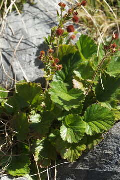 Image of Geum cockaynei (F. Bolle) B. P. J. Molloy & C. J. Webb