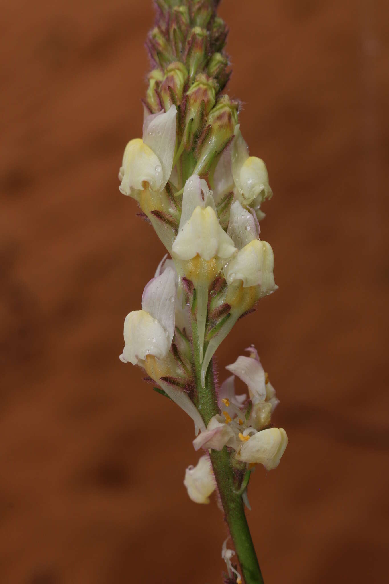 صورة Linaria pinifolia (Poir.) Thell.