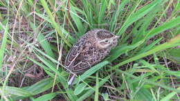 Image of Skylark