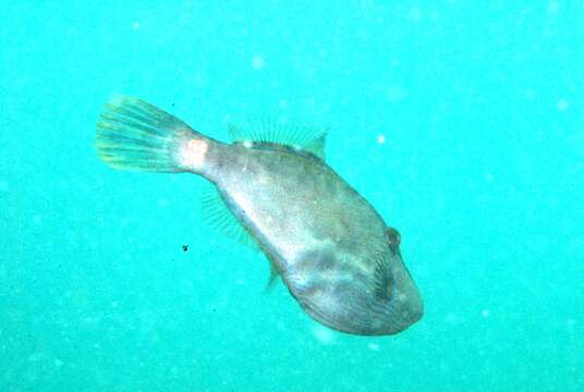 Image of Spiny-tailed leatherjacket