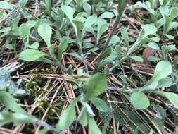 Image de Antennaria howellii subsp. petaloidea (Fern.) R. J. Bayer