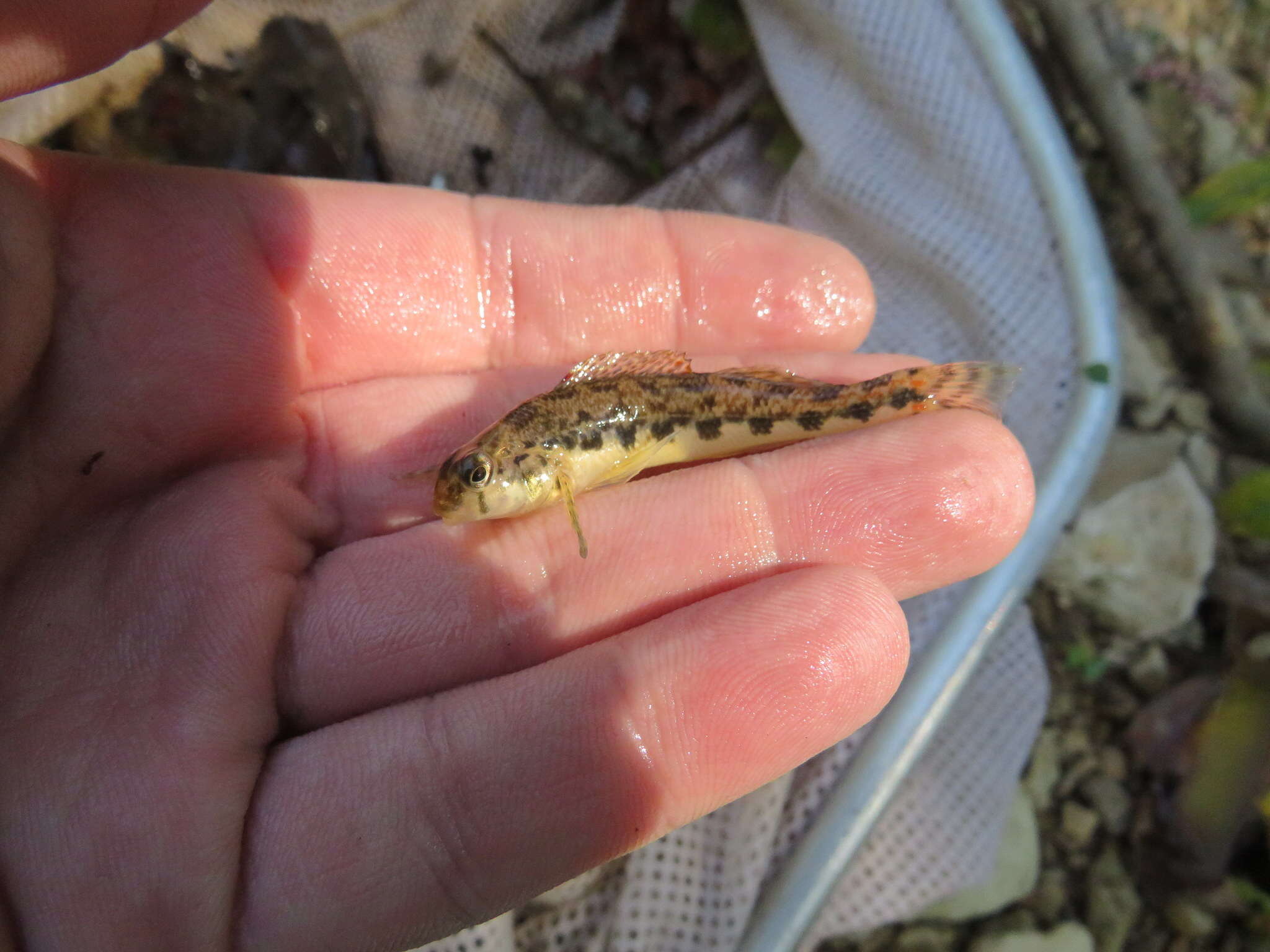 صورة Etheostoma duryi Henshall 1889