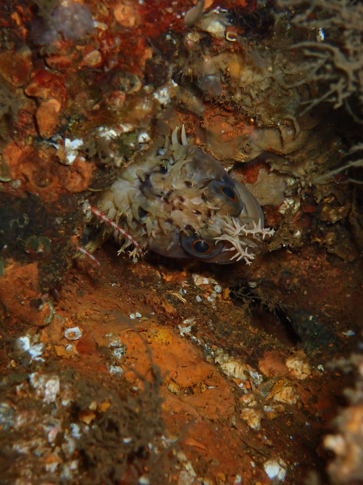 Image of Decorated Warbonnet