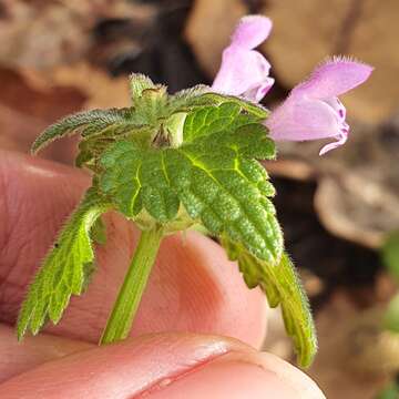 Lamium amplexicaule subsp. mauritanicum (Gand. ex Batt.) Maire resmi