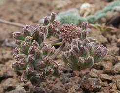 صورة Lomatium ravenii var. paiutense K. M. Carlson & Mansfield