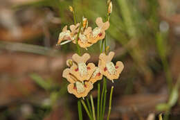 Sivun Utricularia fulva F. Muell. kuva