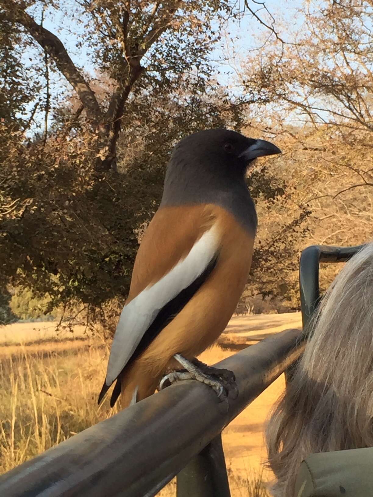 Image of Rufous Treepie