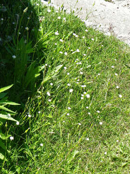 Image of Lactuca inermis Forsk.