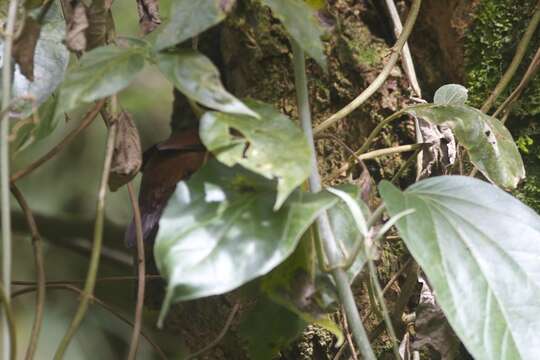 Image of Rufous-tailed Antthrush