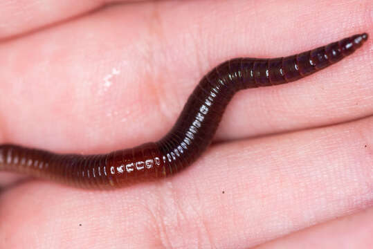 Image of red earthworm