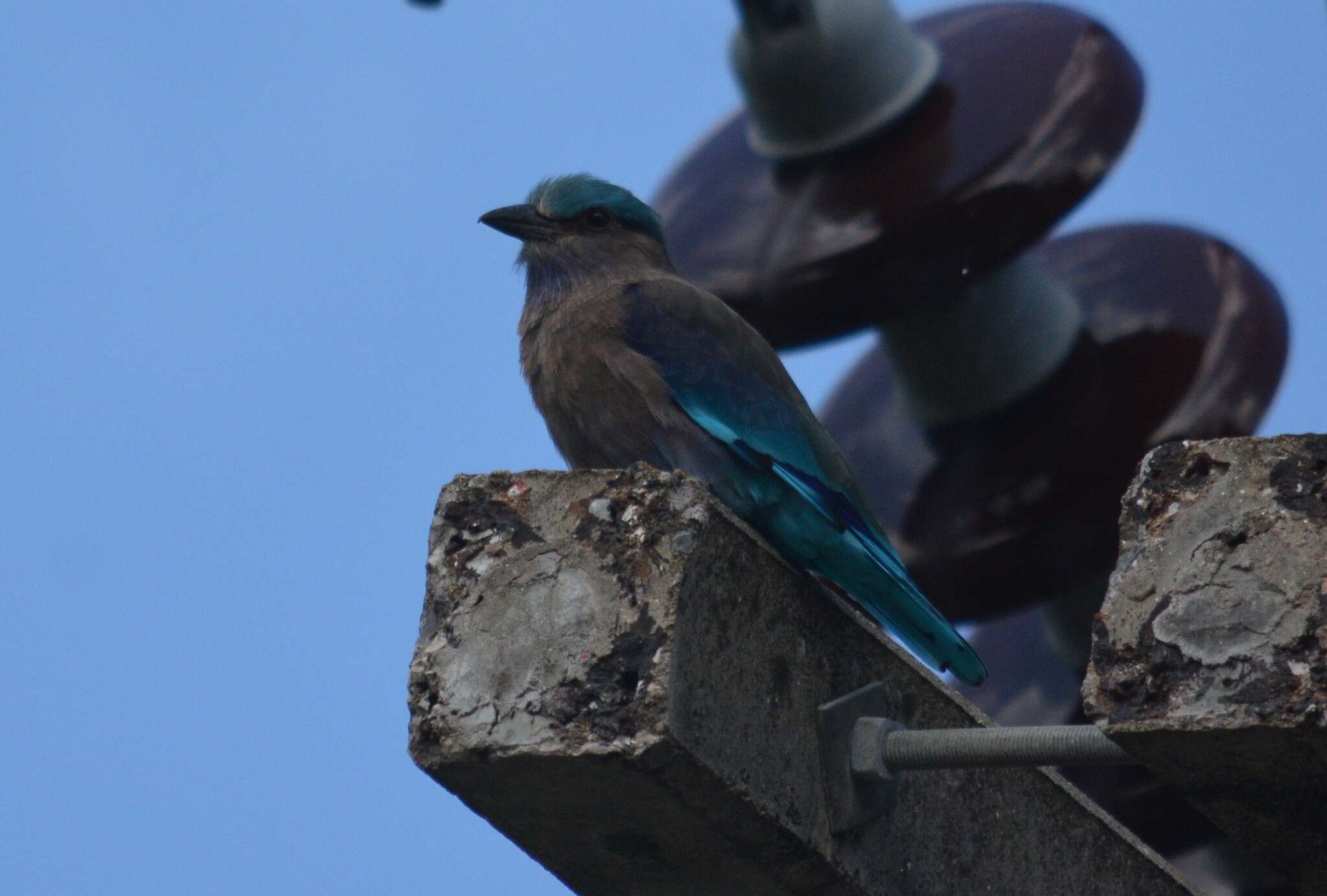 Image of Indochinese Roller